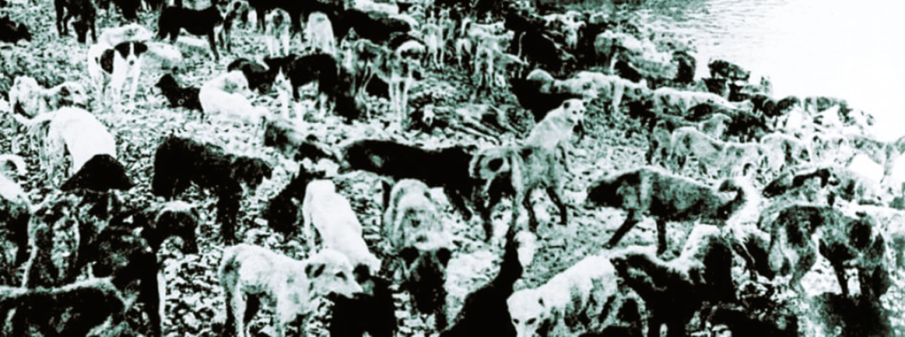 İstanbul’un Kara Lekesi: Hayırsız Ada Köpek&nbsp;Sürgünü